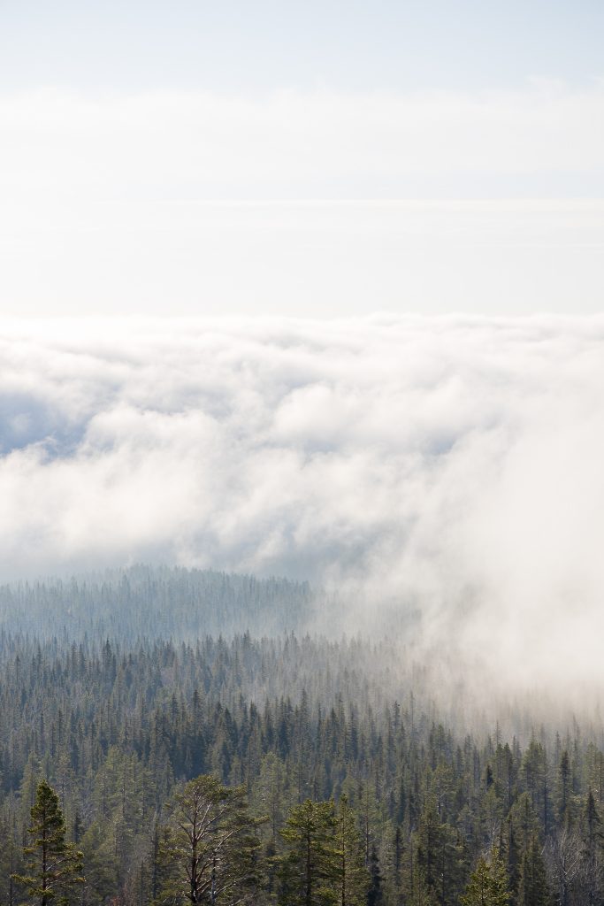 Metsä pilvien yläpuolelta kuvattuna